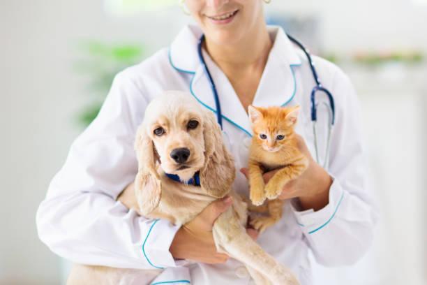 Perros y gatos alérgicos: cuáles son los síntomas y como tratarlos