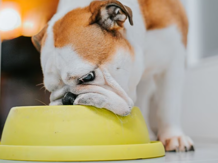 Perros y gatos alérgicos: cuáles son los síntomas y como tratarlos