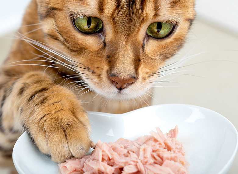 ¿Cuál es la dieta ideal para los gatos?