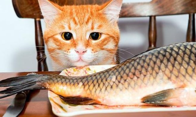 ¿Cuál es la dieta ideal para los gatos?