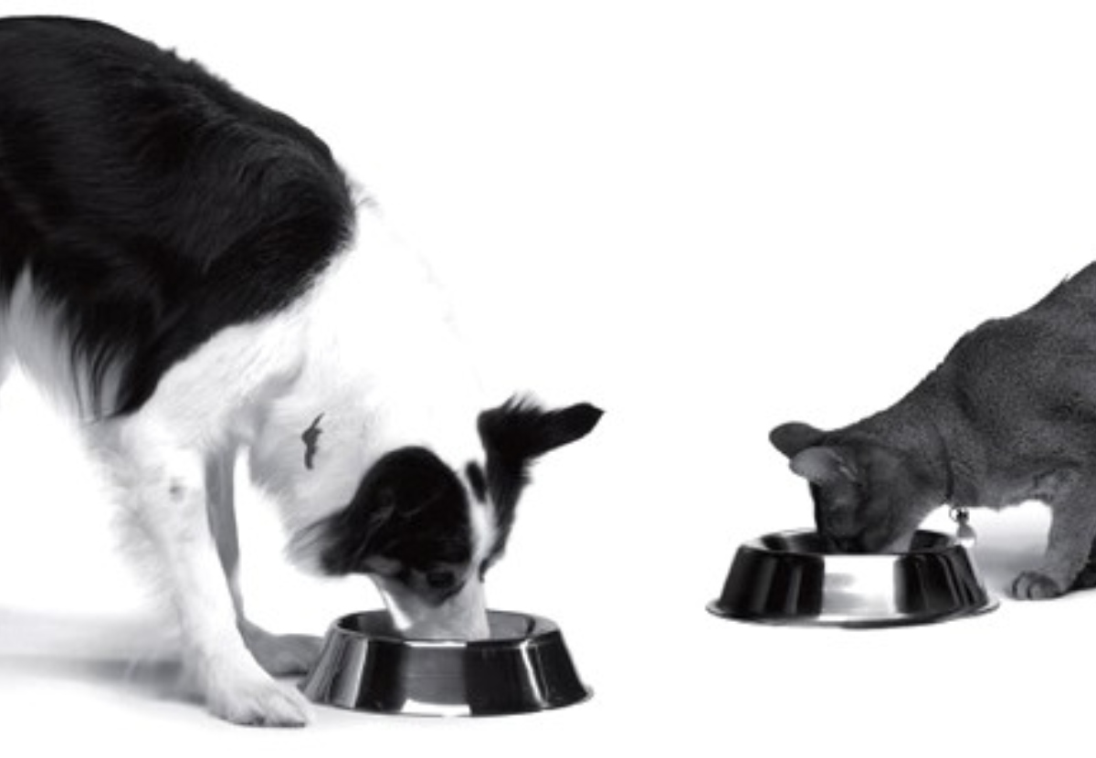 Los Perros Prefieren ingerir Grasa y los Gatos Sorprendentemente tienden a los Carbohidratos