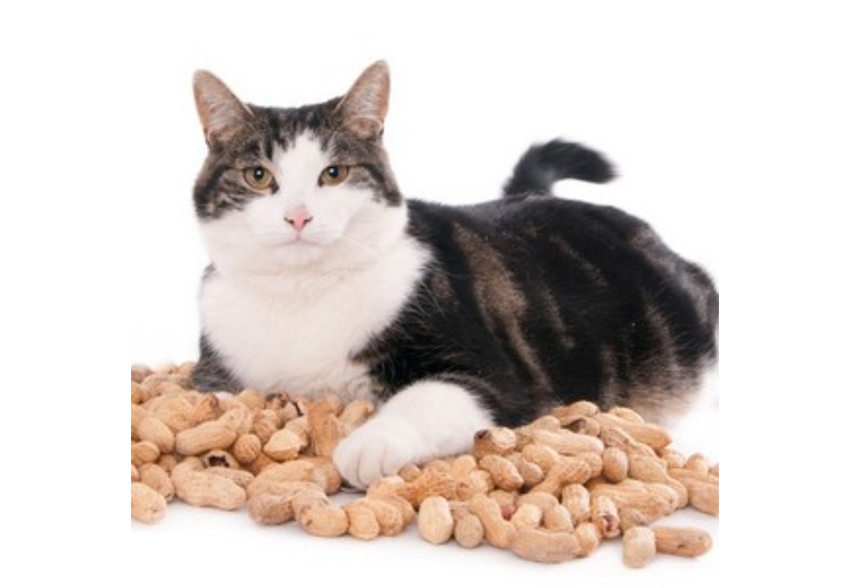 Можно котам орехи. Кот и орехи. Кот арахис. Орешки кот. Кошка с орехами.