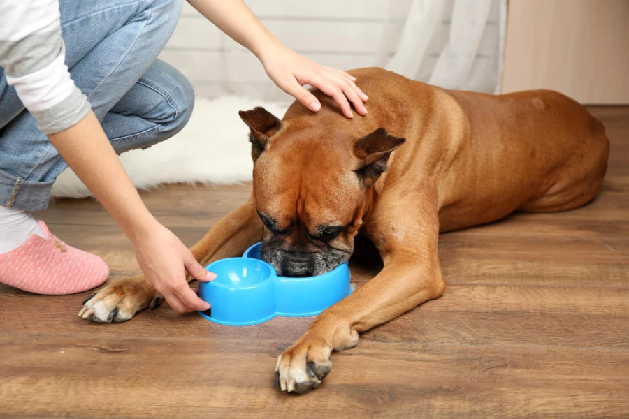 Revelan los resultados del mayor estudio en perros con enteropatía sensible a los alimentos