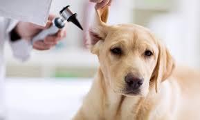 ¿Cómo identificar, tratar y prevenir las Infecciones del Oído del Perro?