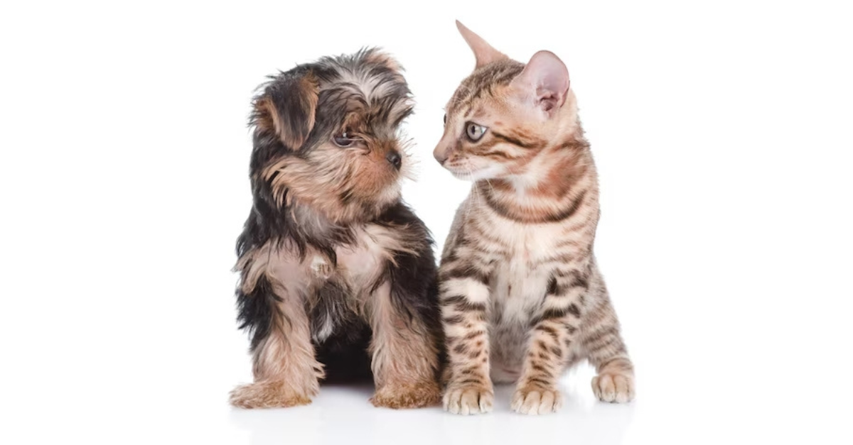 La alimentación para gatos vuelve a despuntar en el sector del petfood, que modera su avance en 2024